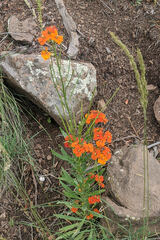 Erysimum capitatum