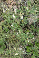 Vicia pulchella