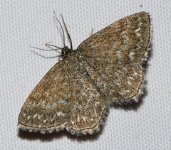 Scopula immorata