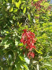 Erythrina crista-galli