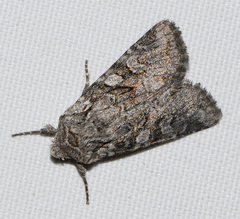 Lasionycta proxima