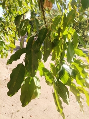Erythrina crista-galli