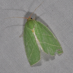 Bena bicolorana