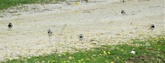 Motacilla alba alba