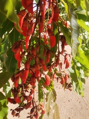 Erythrina crista-galli