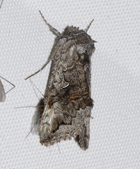 Syngrapha interrogationis