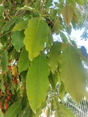 Erythrina crista-galli