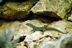 Podarcis filfolensis maltensis