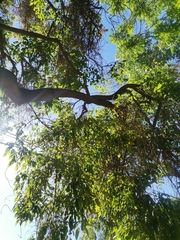 Erythrina crista-galli