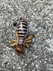 Ammopelmatus