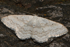 Scopula incanata