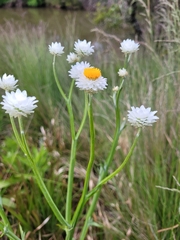 Ammobium alatum