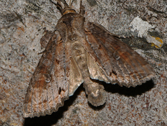 Polia bombycina