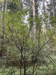 Sambucus racemosa