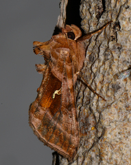 Autographa jota