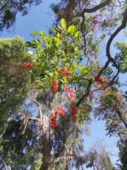Erythrina crista-galli
