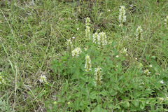 Agastache pallidiflora