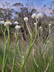 Ammobium alatum