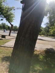 Erythrina crista-galli