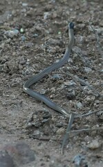 Aparallactus capensis