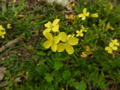 Rhamphospermum arvense