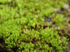 Pseudocrossidium hornschuchianum