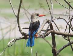 Halcyon leucocephala