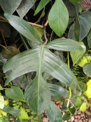 Philodendron pedatum