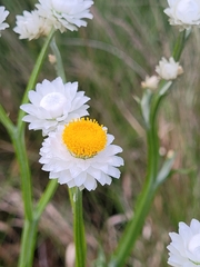 Ammobium alatum