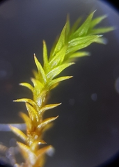 Pseudocrossidium hornschuchianum