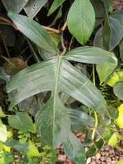 Philodendron pedatum
