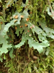 Lobariaceae