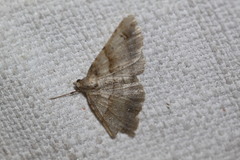 Syneora hemeropa