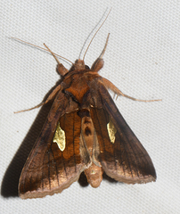 Autographa bractea