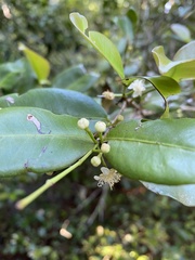 Psidium brownianum