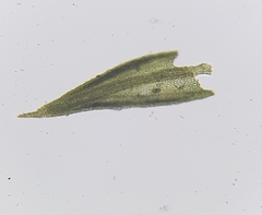 Pseudocrossidium hornschuchianum