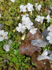 Mazus radicans