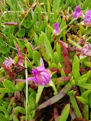 Carpobrotus chilensis