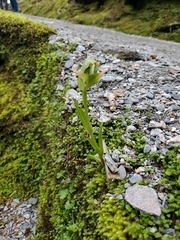 Pterostylis montana