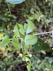 Psidium brownianum