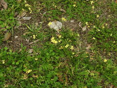 Rhamphospermum arvense