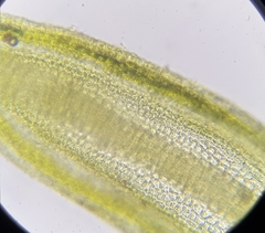 Pseudocrossidium hornschuchianum