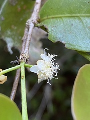 Psidium brownianum