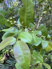 Psidium brownianum