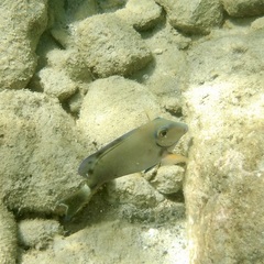 Acanthurus tractus