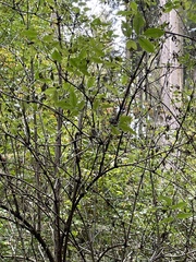 Sambucus racemosa
