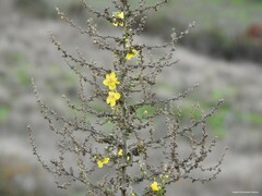 Verbascum pulverulentum