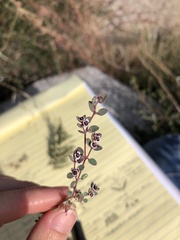 Euphorbia melanadenia