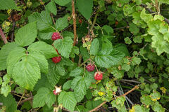Rubus idaeus