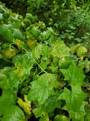 Delairea odorata